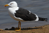 1cy fuscus in August, ringed in Finland. (81365 bytes)